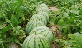 娱乐圈瓜的吃瓜心得,揭秘幕后真相与趣味八卦